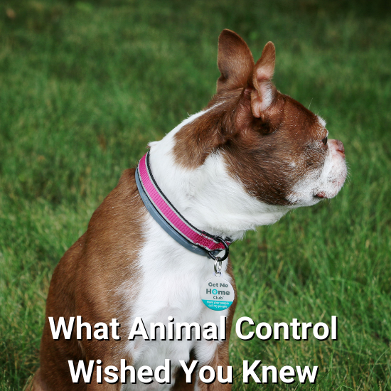 what-animal-control-officers-wished-you-knew-pethub